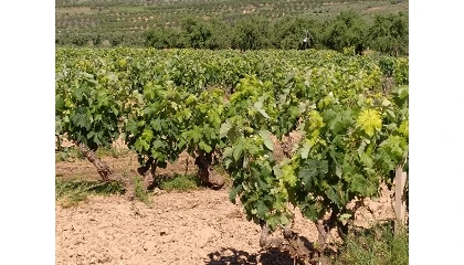 Foto de OIVE actualiza el mapa de costes del viñedo en España