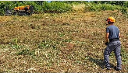 Foto de Castilla y Le�n: c�mo gestionar uno de los mayores patrimonios forestales de Europa