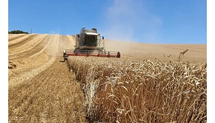 Foto de La menor cosecha nacional y las tensiones geopol�ticas refuerzan el papel estrat�gico de los operadores de cereal