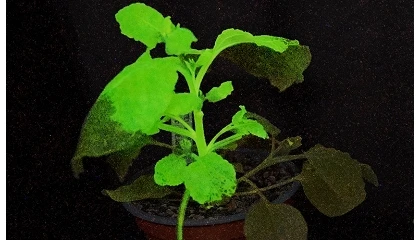 Foto de Plantas que brillan para alertar de virus: un nuevo sistema permite detectar plagas antes de que aparezcan los síntomas