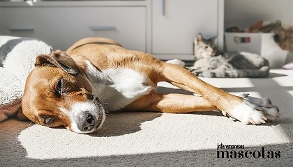 Foto de Calor extremo y animales de compa��a: diez claves para evitar urgencias veterinarias en perros y gatos este verano