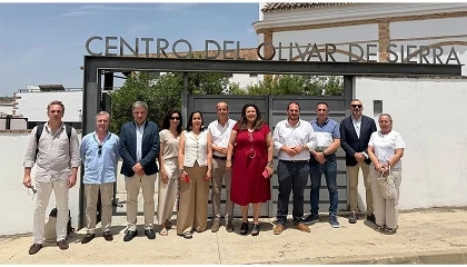 Foto de AEMO alerta de que m�s del 75% del olivar espa�ol produce ya por debajo de costes