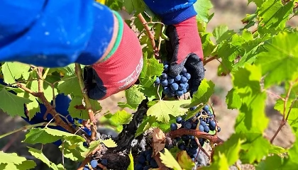 Foto de La DO Bierzo revalida la calificaci�n de excelente para la a�ada 2025 por octavo a�o consecutivo