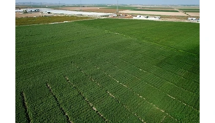 Foto de El algod�n pierde 1.000 hect�reas en Andaluc�a pese a las expectativas de crecimiento del cultivo