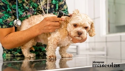 Foto de El oído también es piel: el enfoque dermatológico de las otitis recurrentes en perros