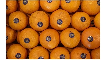 Foto de Citrinos do Algarve recebem turistas no Aeroporto de Faro