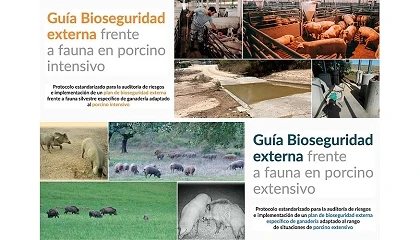 Foto de Publicadas las nuevas guías de bioseguridad frente a la peste porcina africana en España