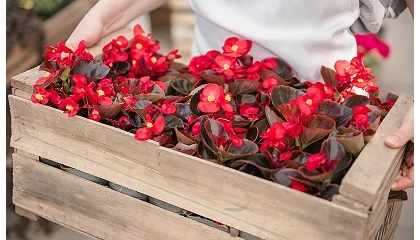 Foto de La exportaci�n espa�ola de flor y planta viva crece un 8,5% hasta abril y refuerza el saldo comercial del sector