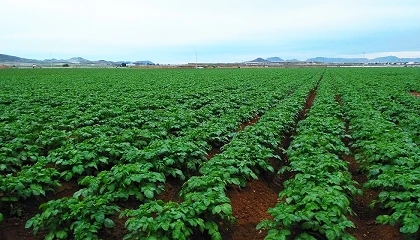 Foto de Los productores europeos reducen un 11% la superficie de patata para reequilibrar el mercado