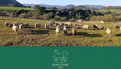 Foto de El GO Rumi-Care 360 busca prevenir y controlar la mamitis en ovino y caprino