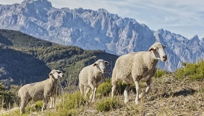 Foto de Las carnes de lechal, cordero y cabrito sostenibles de Europa celebran lo cotidiano