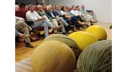 Foto de El melón de la Región de Murcia se exporta a 36 países, con un valor superior a los 155 millones por estas ventas