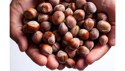 Foto de Ferrero eleva la trazabilidad de cacao, caf�, aceite de palma y avellanas por encima del 97%