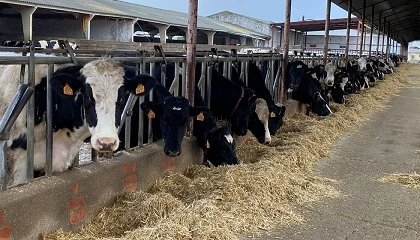 Foto de Galicia impulsa el crecimiento de la producci�n de leche de vaca pese al descenso de los precios
