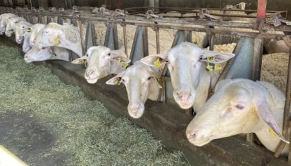 Foto de Las estrategias de secado reducen el impacto de las c�lulas som�ticas en las ovejas Lacaune