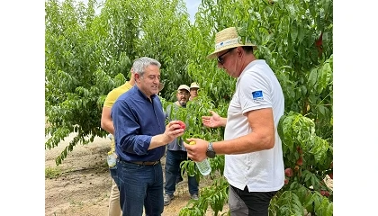 Foto de El Imida desarrolla dos nuevas variedades de melocotón para impulsar la competitividad del sector frutícola