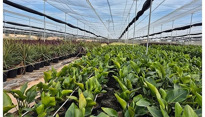 Foto de La estabilidad del sustrato, un factor clave en el cultivo de plantas verdes y arbustivas