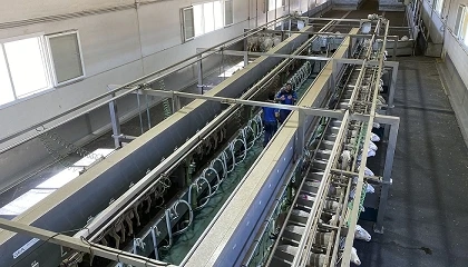 Foto de Espa�a pierde producci�n de leche de oveja mientras el mercado impulsa los precios
