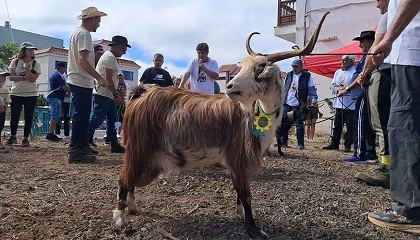 Foto de La cabra Palmera protagoniza la XVIII Feria de Ganado San Juan de Puntallana