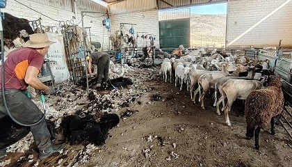 Foto de La asociaci�n de raza Loje�a afronta el final de la campa�a de la esquila en sus granjas