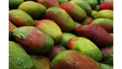Foto de Intertropic impulsa una campa�a para reforzar la calidad del mango de origen Espa�a