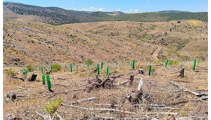 Foto de Forest Makers restaurará más de 80 hectáreas de terreno incendiado en Teruel con la plantación de más de 80.000 árboles