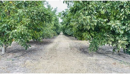 Foto de Rendimiento y calidad de nueces sometidas a riego deficitario en zonas de montaña