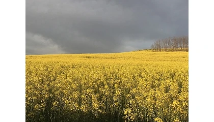 Foto de Consideraciones técnicas sobre el cultivo de la colza