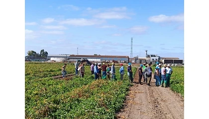Foto de El Ifapa muestra en Lebrija (Sevilla) sus ensayos de riego y fertirrigación sostenible del tomate de industria