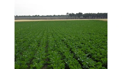 Foto de La siembra directa gana protagonismo en Europa para mejorar la sostenibilidad del cultivo de remolacha