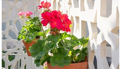 Foto de Los geranios, la flor que mejor resiste las olas de calor del verano