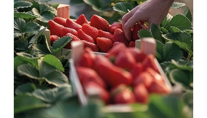 Foto de Las borrascas merman la campaña de frutos rojos 2025/2026 reduciendo la producción y las exportaciones