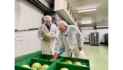 Foto de La Región de Murcia cultiva 4.000 hectáreas de sandía en 2026 y espera superar las 259.000 toneladas