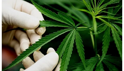 Foto de El reto de convertir la regulaci�n del cannabis medicinal en acceso real