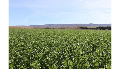 Foto de Camelina sativa: más de una década de investigación en el IMIDRA para impulsar la bioeconomía en los secanos mediterráneos