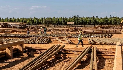 Foto de El papel de la madera en la reducci�n de las emisiones del sector de la construcci�n