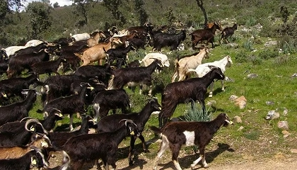 Foto de La Cabra de las Mesetas celebrará su primer Concurso Oficial en Salamaq 2026