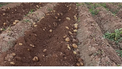 Foto de La campa�a de cebolla y patata en la Comunitat Valenciana registra unas p�rdidas de 18 millones de euros