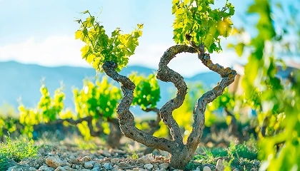 Foto de Rioja Alavesa busca en sus viñas antiguas una herramienta para afrontar el cambio climático