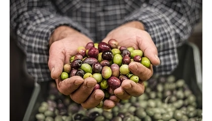 Foto de La producci�n de aceite de oliva alcanza 1,29 millones de toneladas