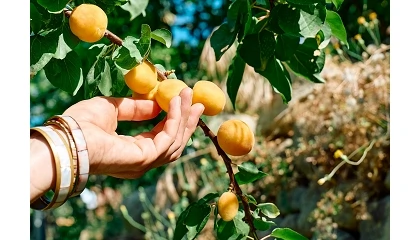 Foto de El riego por goteo subterr�neo gana terreno en el cultivo del albaricoque con soluciones m�s precisas y duraderas