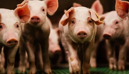 Foto de PEGGYPRO: la microbiota reproductiva de la cerda, nueva aliada en la prevenci�n sanitaria del porcino