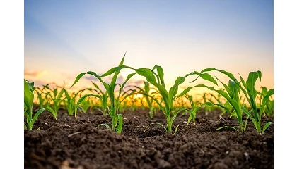 Foto de El proyecto Biovaloriza-Soil impulsará nuevas estrategias de fertilización sostenible