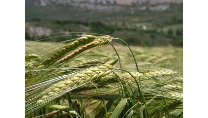 Foto de La cosecha de cereal concluye en Andalucía con un descenso de producción del 31%