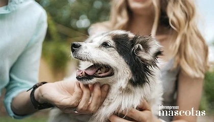 Foto de La mejor rutina de verano para tu perro: cómo proteger su piel y su pelo del salitre, la arena y el sol