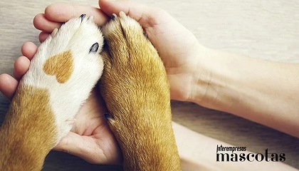 Foto de Las 10 cosas que todo tutor debería hacer por su perro y que a veces olvidamos
