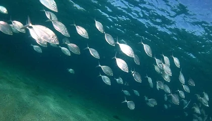 Foto de Investigan cómo la combinación de cambio climático y nanoplásticos afecta a la salud de los peces de acuicultura