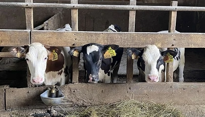 Foto de Una jornada en Cantabria acerca las claves de la valoración morfológica de la raza Frisona