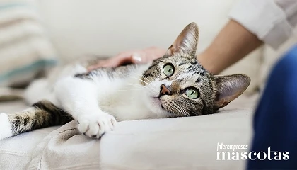 Foto de Musky lanza un seguro específico para gatos que viven exclusivamente en interior
