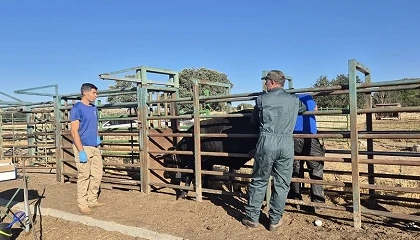 Foto de Smartfarmrani realiza controles de gestación de las novillas inseminadas en el proyecto